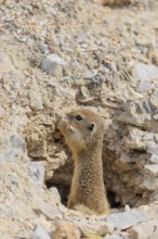 A young European ground squirrel (Spermophilus citellus) or European souslik stands on a gravel