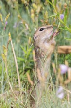 A young European ground squirrel (Spermophilus citellus) or European souslik stands in a meadow
