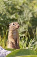 An adult European ground squirrel (Spermophilus citellus) or European souslik stands in a meadow