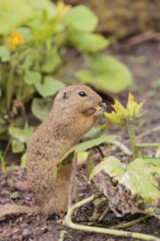 A European ground squirrel (Spermophilus citellus) or European souslik stands in an agricultural