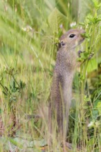 A young European ground squirrel (Spermophilus citellus) or European souslik stands upright on a