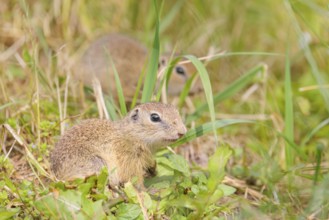 Two European ground squirrel (Spermophilus citellus) or European souslik stand in a meadow with