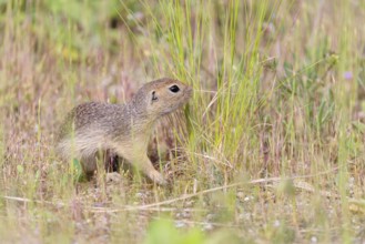A young European ground squirrel (Spermophilus citellus) or European souslik stands on a gravel