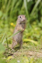 An adult European ground squirrel (Spermophilus citellus) or European souslik stands in a meadow
