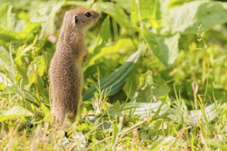 A young European ground squirrel (Spermophilus citellus) or European souslik stands in a meadow