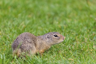 An adult European ground squirrel (Spermophilus citellus) or European souslik lies on a mowed green