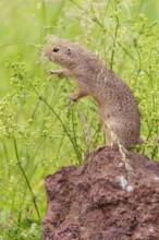 An adult European ground squirrel (Spermophilus citellus) or European souslik stands on a rock in a