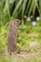 An adult European ground squirrel (Spermophilus citellus) or European souslik stands in a meadow