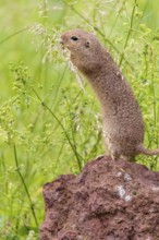 An adult European ground squirrel (Spermophilus citellus) or European souslik stands on a rock in a