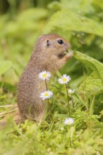 A young European ground squirrel (Spermophilus citellus) or European souslik stands in a meadow