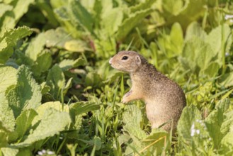 An adult European ground squirrel (Spermophilus citellus) or European souslik stands in a meadow