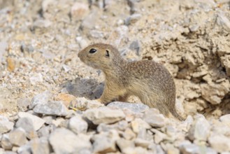 A young European ground squirrel (Spermophilus citellus) or European souslik stands on a gravel