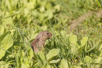 An adult European ground squirrel (Spermophilus citellus) or European souslik stands in a meadow