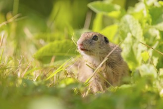 A young European ground squirrel (Spermophilus citellus) or European souslik stands in a meadow