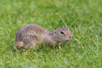 An adult European ground squirrel (Spermophilus citellus) or European souslik lies on a mowed green
