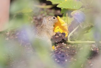 A young European ground squirrel (Spermophilus citellus) or European souslik stands in an