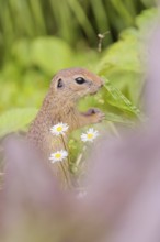 A young European ground squirrel (Spermophilus citellus) or European souslik stands in a meadow