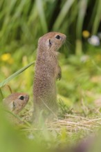 Two young European ground squirrel (Spermophilus citellus) or European souslik stand in a meadow