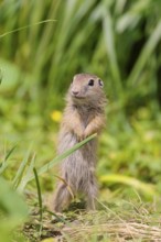 An adult European ground squirrel (Spermophilus citellus) or European souslik stands in a meadow
