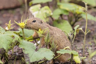 A European ground squirrel (Spermophilus citellus) or European souslik stands in an agricultural