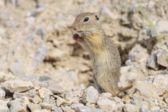 A young European ground squirrel (Spermophilus citellus) or European souslik stands upright on a