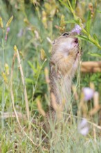 A young European ground squirrel (Spermophilus citellus) or European souslik stands in a meadow