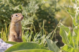 An adult European ground squirrel (Spermophilus citellus) or European souslik stands in a meadow