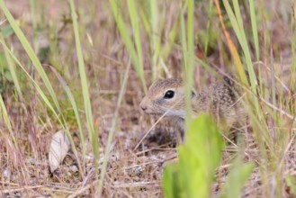 A young European ground squirrel (Spermophilus citellus) or European souslik stands on a gravel