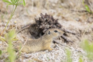 A young European ground squirrel (Spermophilus citellus) or European souslik lies on a gravel hill
