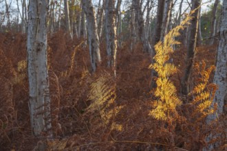 View of a dried fern leaf illuminated by evening light in autumn, sunset, landscape photo, Neustadt