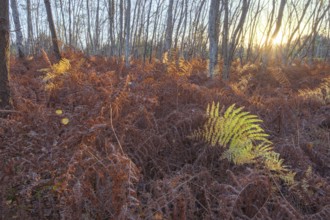 View into a small birch forest with dried ferns in autumn, evening light, sunset, backlight,