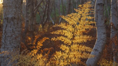 Detailed view of a dried fern leaf illuminated by evening light in autumn, sunset, landscape photo,