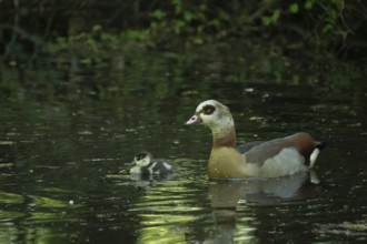 A Nile Goose (Alopochen aegyptiaca) swims comfortably with a chick on a pond in the forest, animal