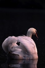 A Mute Swan (Cygnus olor) swimming on the Steinhuder Meer in the evening light, animal photo, bird,