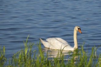 A Mute Swan (Cygnus olor) swimming on the shore of the Steinhuder Meer, ierfoto, Vogel, Vogelart,