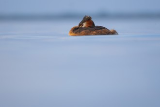 A great crested grebe (Podiceps Scalloped ribbonfish) swimming on the Steinhuder Meer, animal