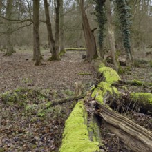 Deadwood in the forest... Hambach Forest, North Rhine-Westphalia, old, species-rich, natural