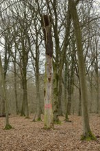Dead, dead tree... Hambach Forest, North Rhine-Westphalia, old, species-rich, natural remaining