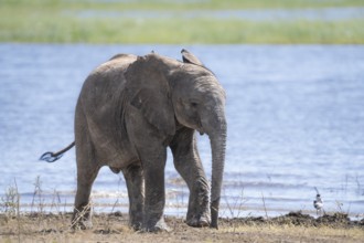 Elephant calf (Loxodonta africana calf) walking beside river. Cute happy facial expression. Chobe