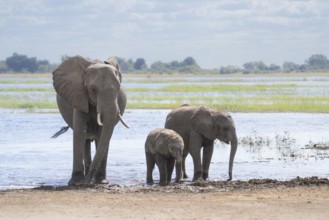 Elephant mother with 2 young calves (Loxodonta africana calf) walking out of the river. The