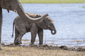 Elephant calf (Loxodonta africana calf) walking beside river with curls trunk. Cute happy facial