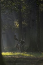 In the cone of light... Fallow deer (Dama dama) in a clearing in the forest, atmospheric picture,