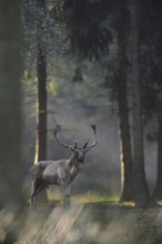 Secret encounter... Fallow deer (Dama dama), capital fallow deer in a mysterious clearing in the