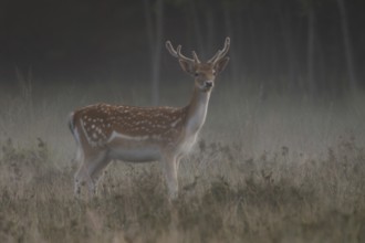 At dawn... Fallow deer (Dama dama) with fresh velvet antlers, attentive fallow deer in the very