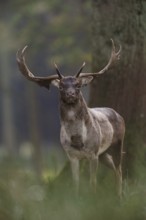 Old warrior... Fallow deer (Dama dama), capital fallow deer in natural surroundings in the forest,