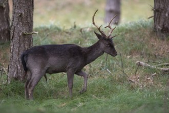 Fallow deer (Dama dama), young deer, dark, dark brown variant grazing at the edge of a pine forest,