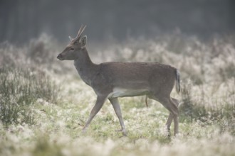 Fallow deer in autumn... Fallow deer (Dama dama), noh young deer, spit, on a typical autumn day