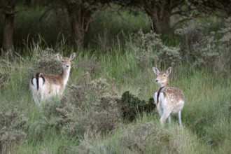Easy to identify... Fallow deer (Dama dama), two fallow deer, white spotted coat, Bambi deer,