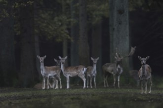 Tense attention... Fallow deer (Dama dama), small group, herd of fallow deer, wild deer together