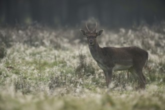 Fallow deer in the first light of day... Fallow deer (Dama dama), young stag, spit, on a typical
